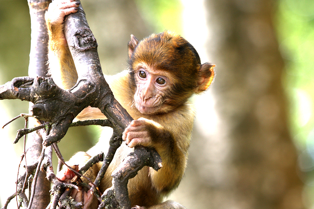 Barbary Macaque at Trentham Monkey Forest 5/9/15