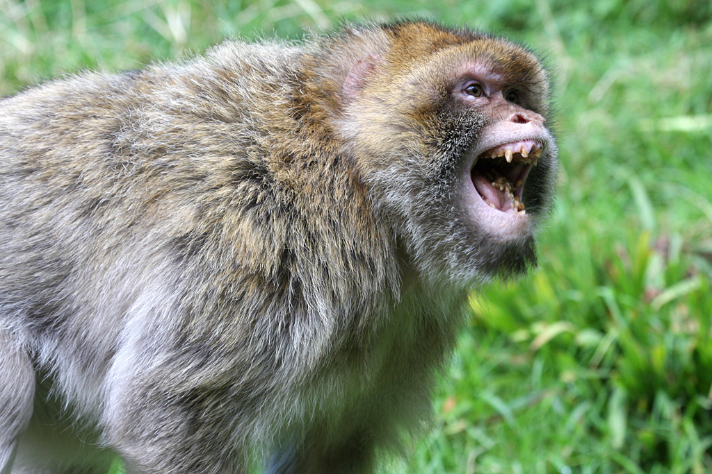 Barbary Macaque at Trentham Monkey Forest 5/9/15