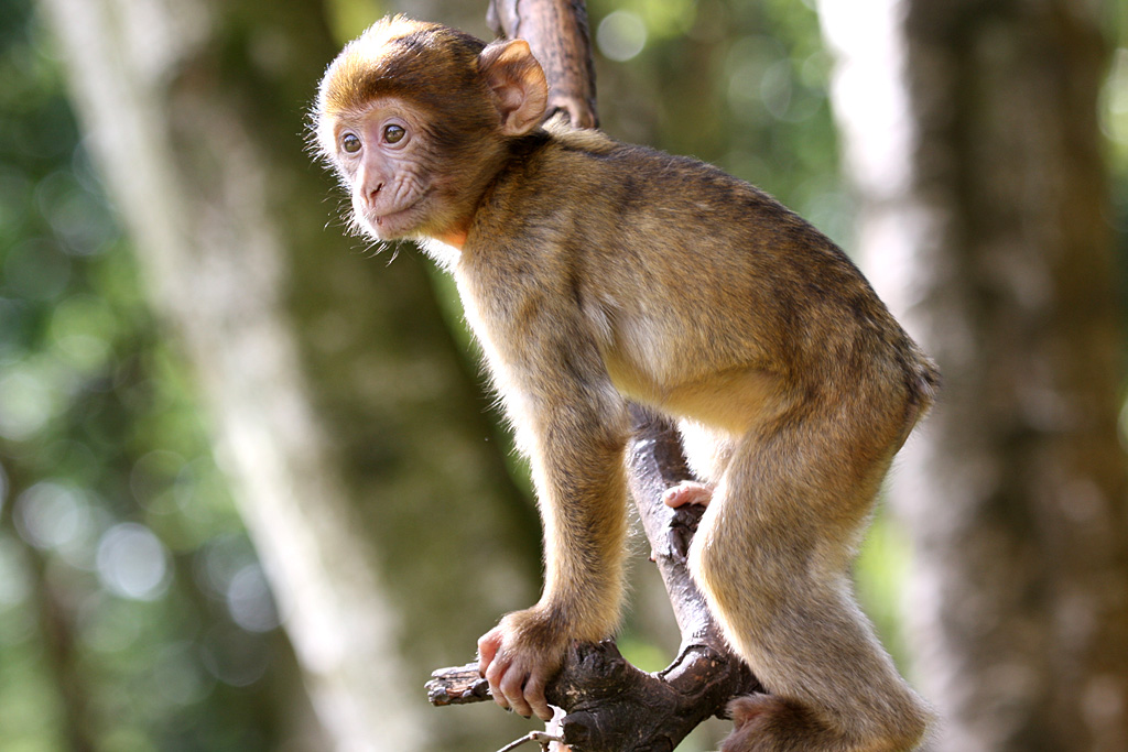 Barbary Macaque at Trentham Monkey Forest 5/9/15
