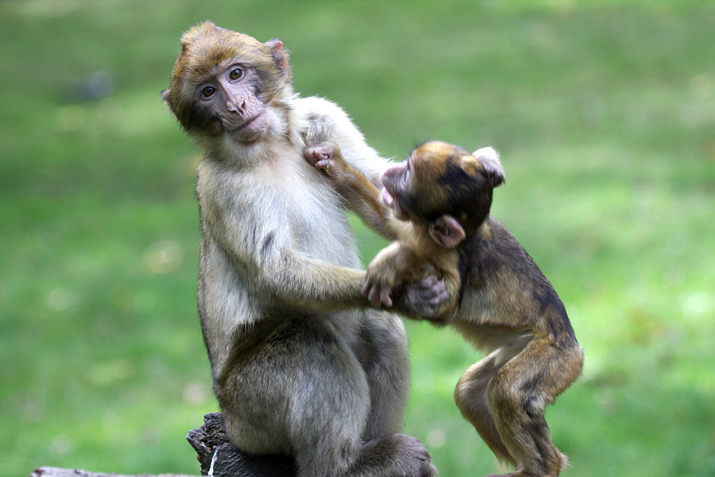 Barbary Macaque at Trentham Monkey Forest 5/9/15