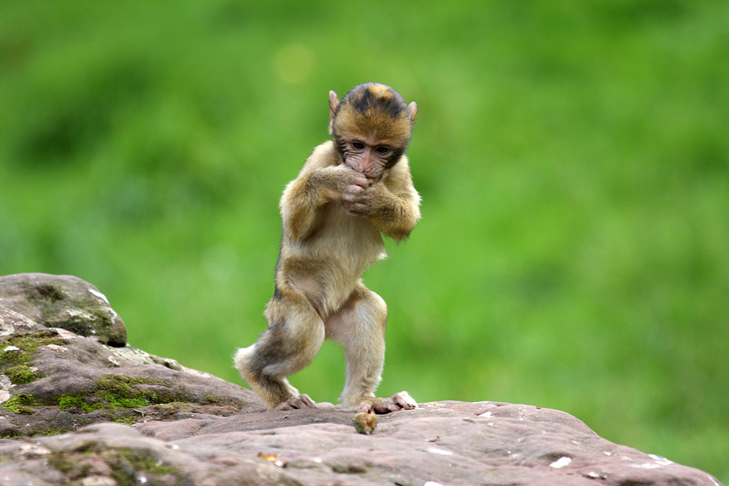 Barbary Macaque at Trentham Monkey Forest 5/9/15