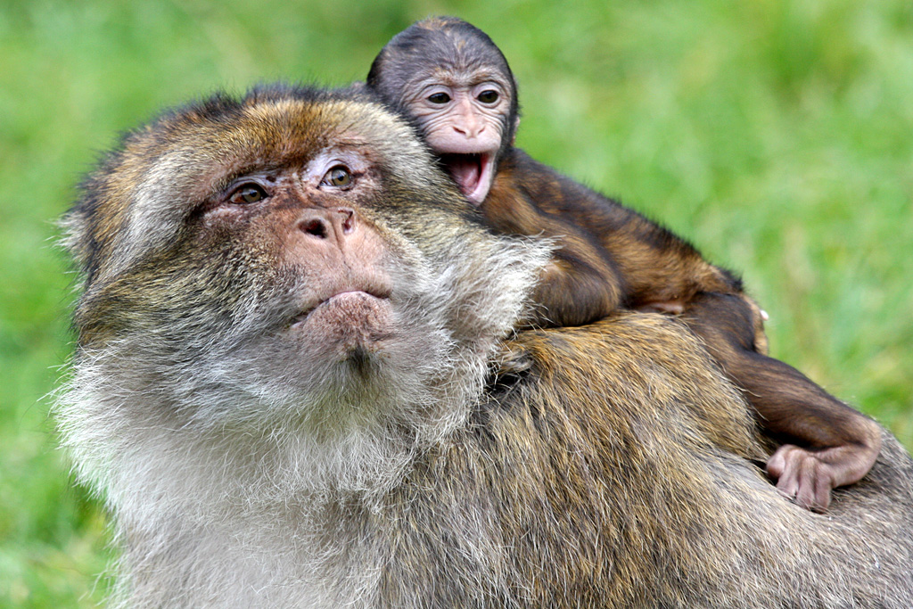 barbary Macaque at Trentham Monkey Forest 5/9/15