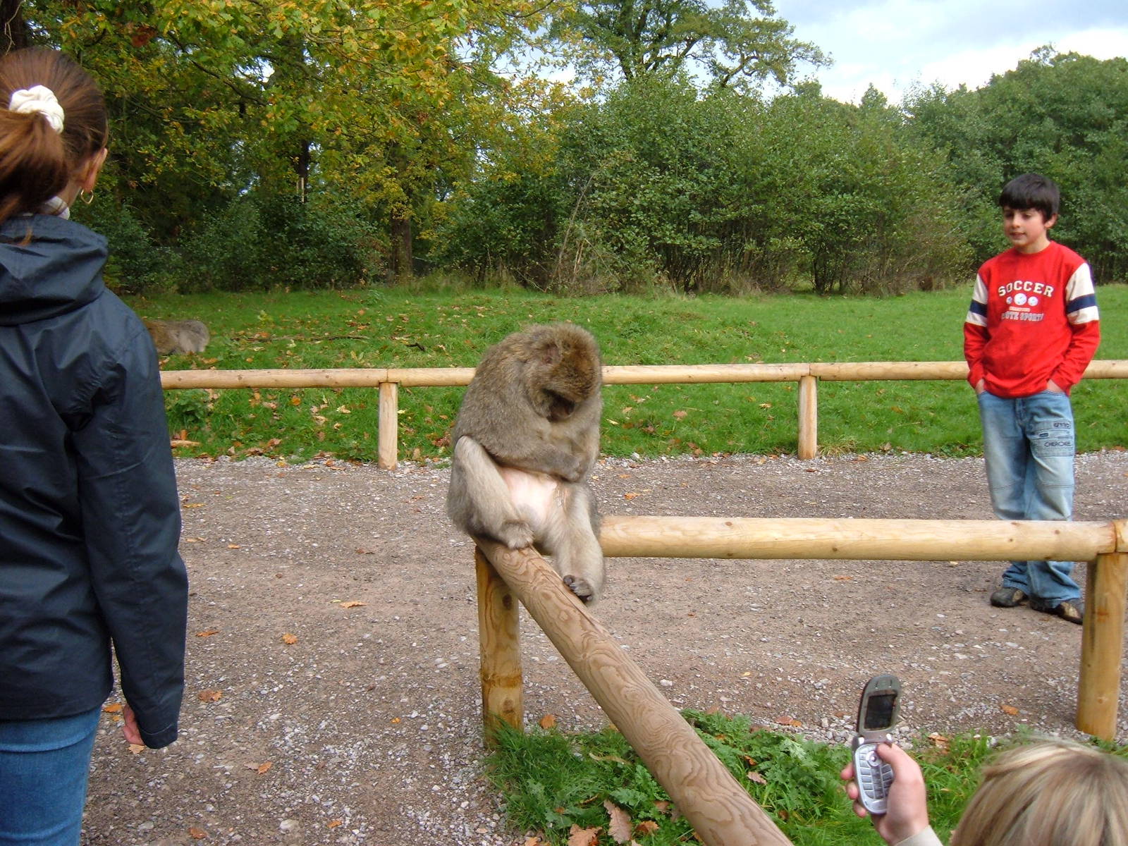 Barbary Macaque at Trentham Monkey Forest