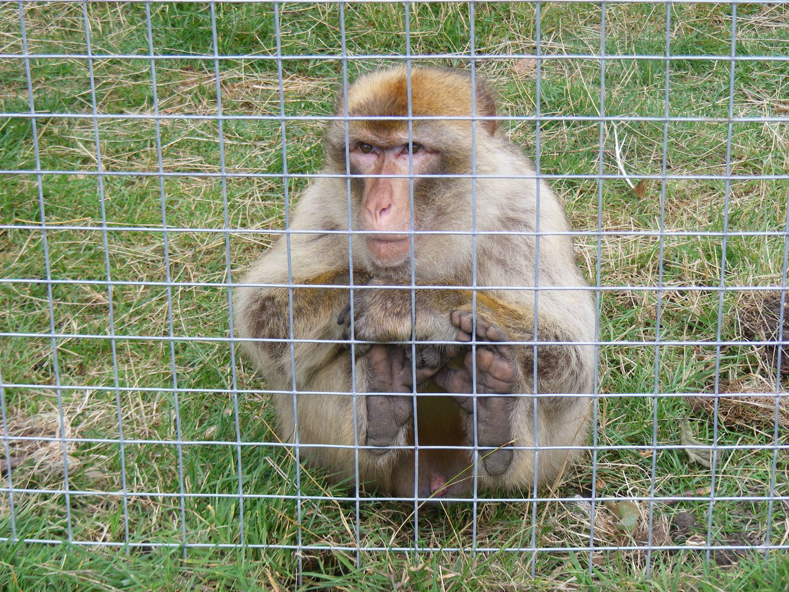 Barbary macaque at Wingham Wildlife Park, 15 August 2010