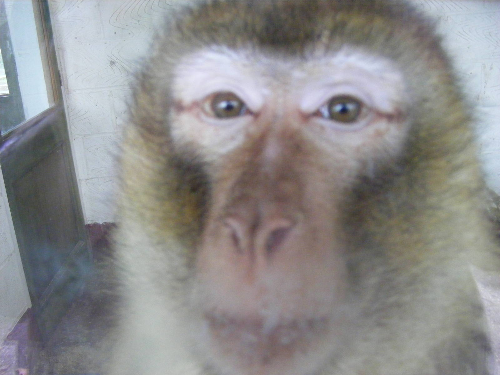 Barbary macaque at Wingham Wildlife Park, 2 April 2010