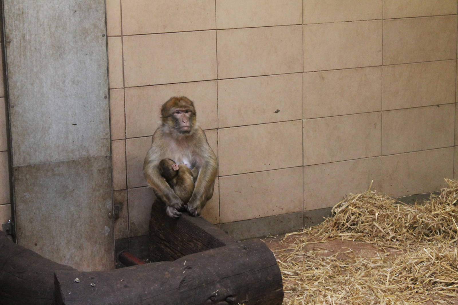 Barbary Macaque (?) - August 2012