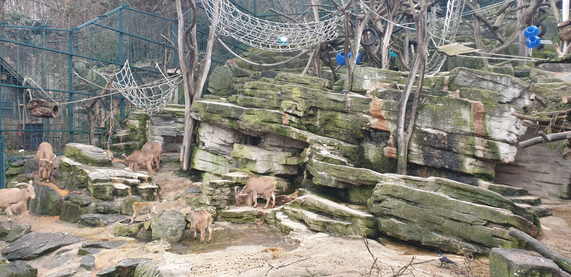 Barbary macaque /Barbary sheep exhibit