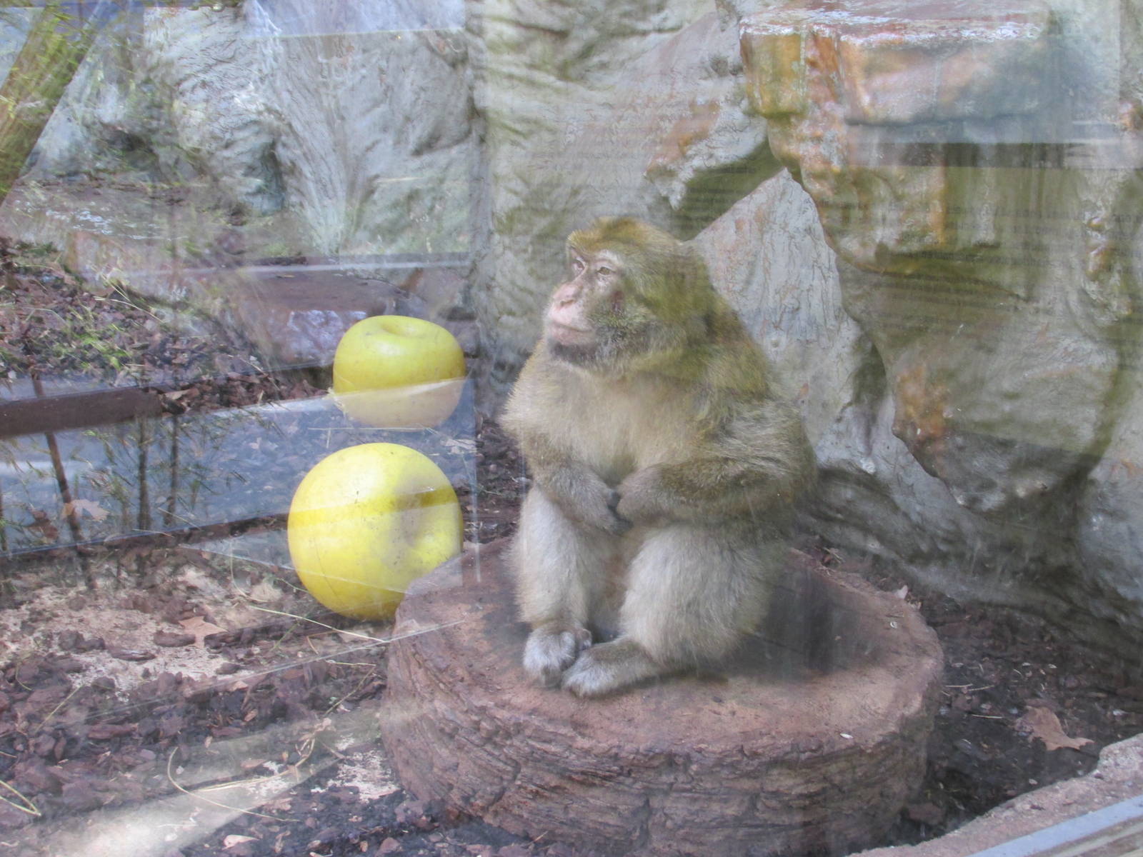 barbary macaque barcelona zoo