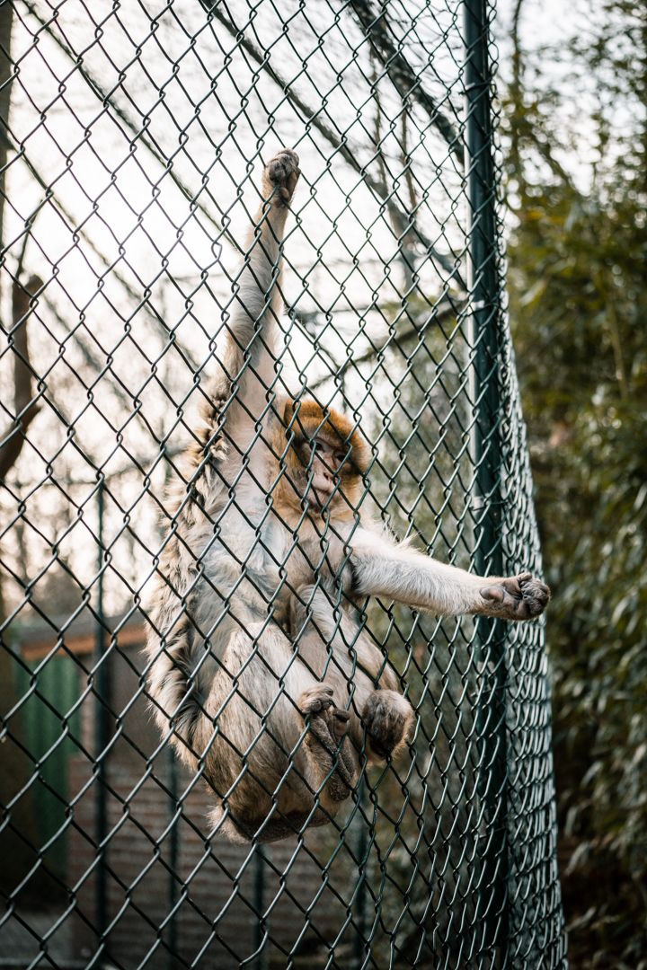 Barbary Macaque begging