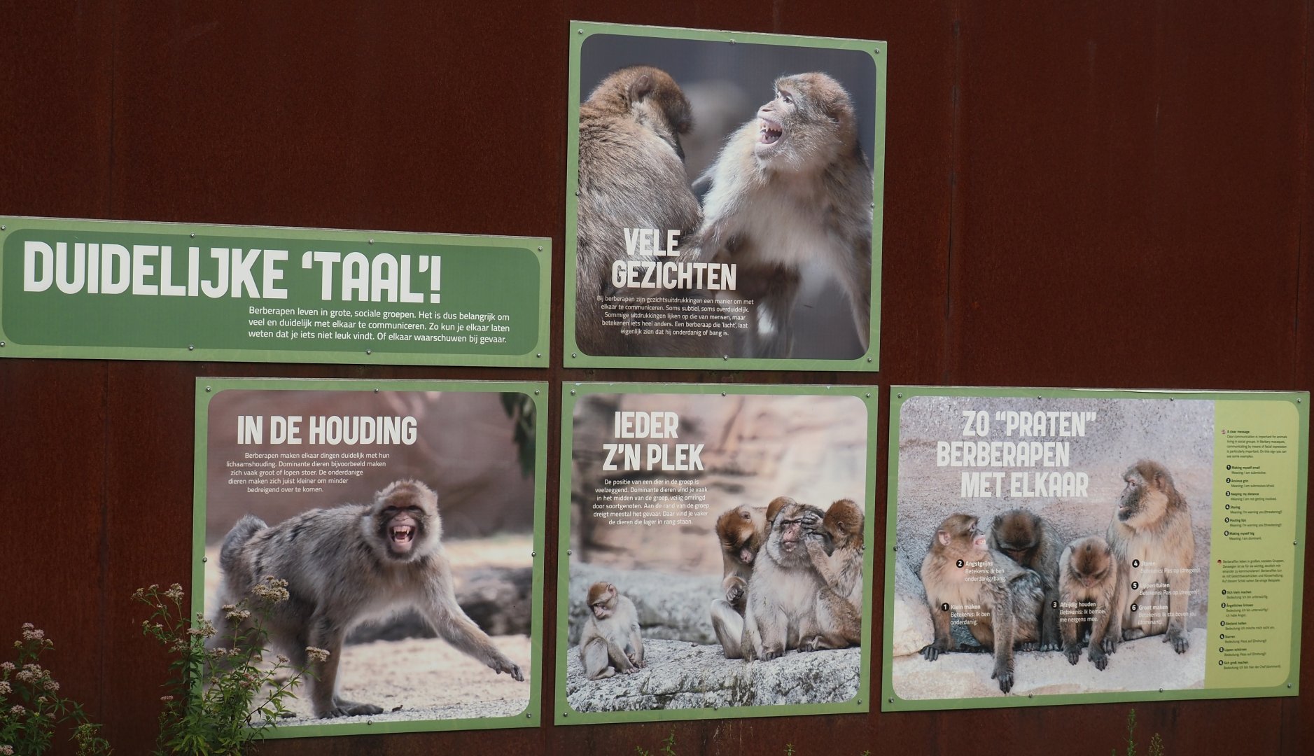 Barbary macaque behavior and body language signage, 2024-08-18