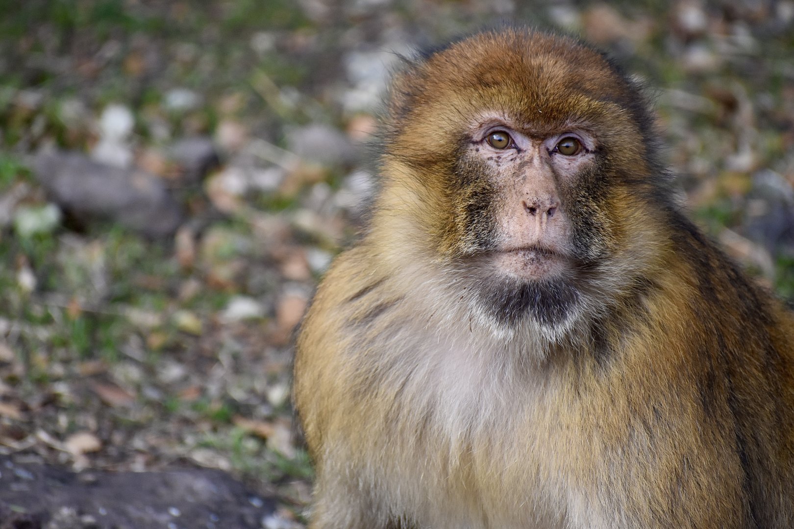 Barbary macaque - (Cèdreraie d'Azrou)