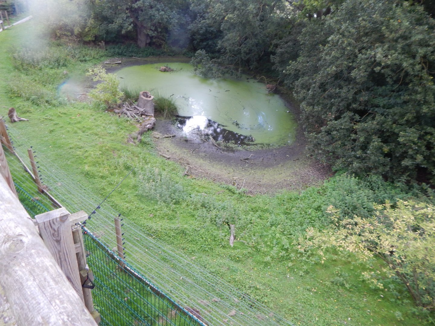 Barbary macaque enclosure 130925