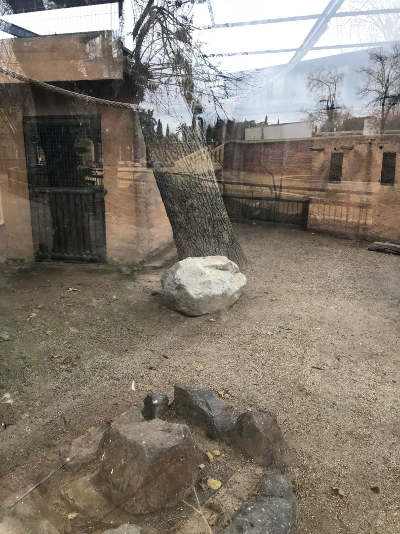 Barbary macaque enclosure (2nd pic)