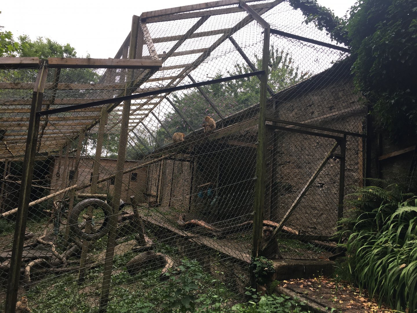 Barbary macaque enclosure 300617