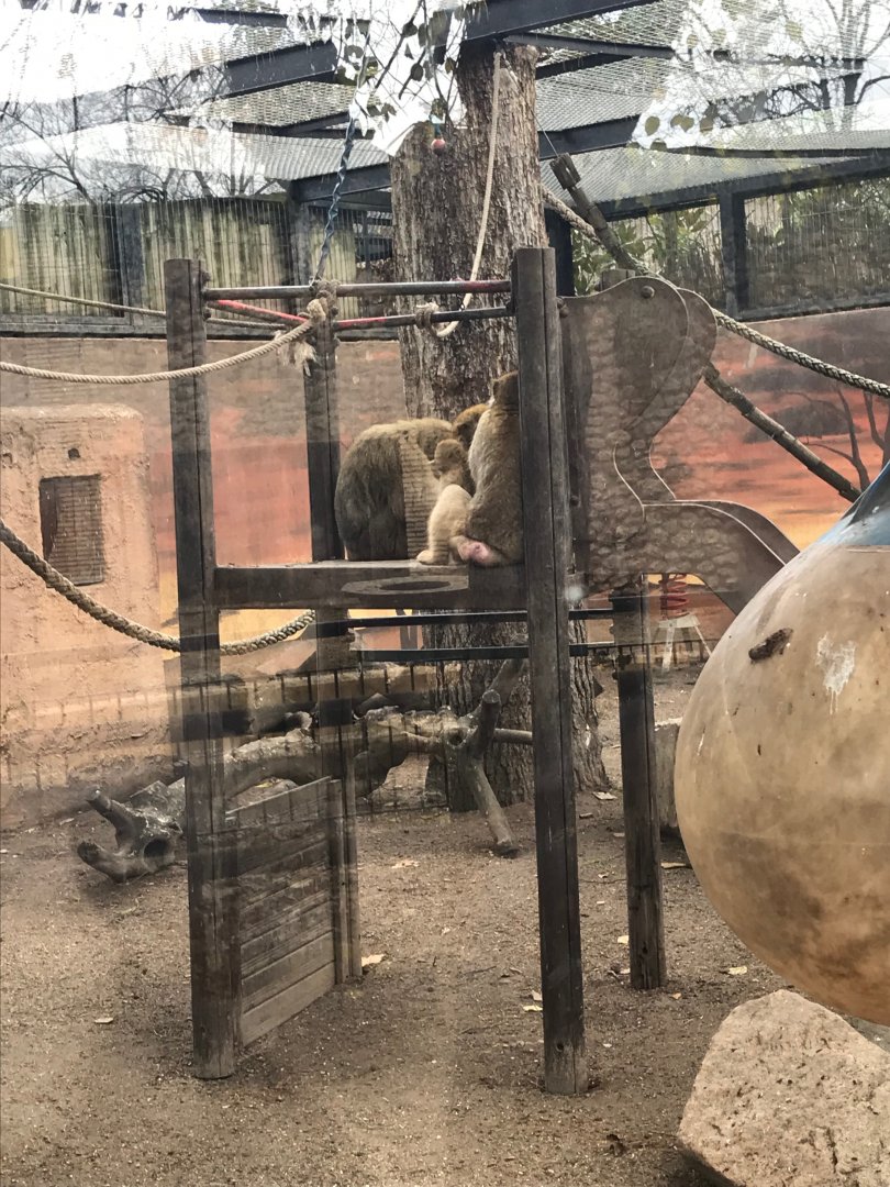 Barbary macaque enclosure (3rd pic)