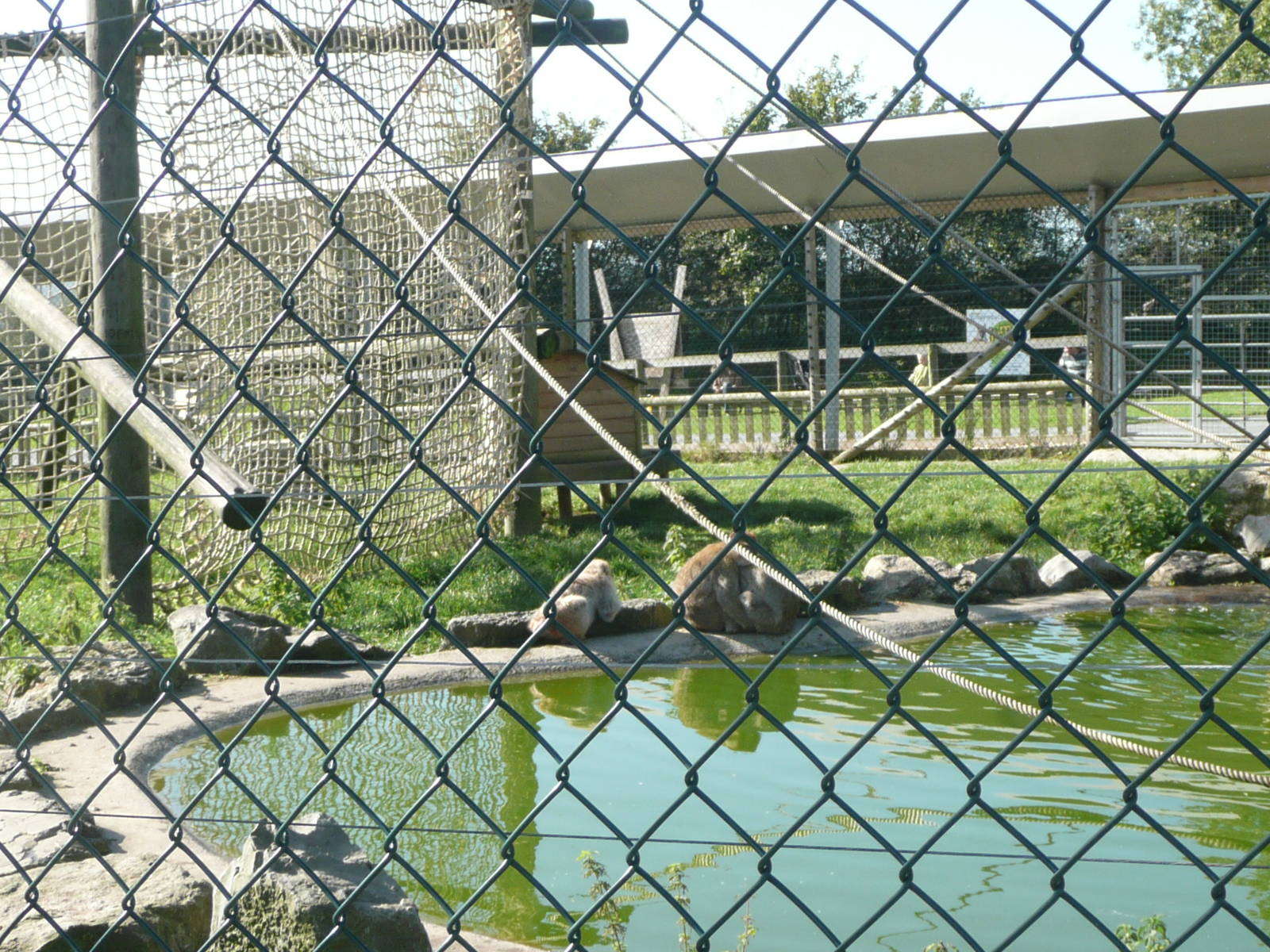 Barbary Macaque enclosure . 7th October 2010