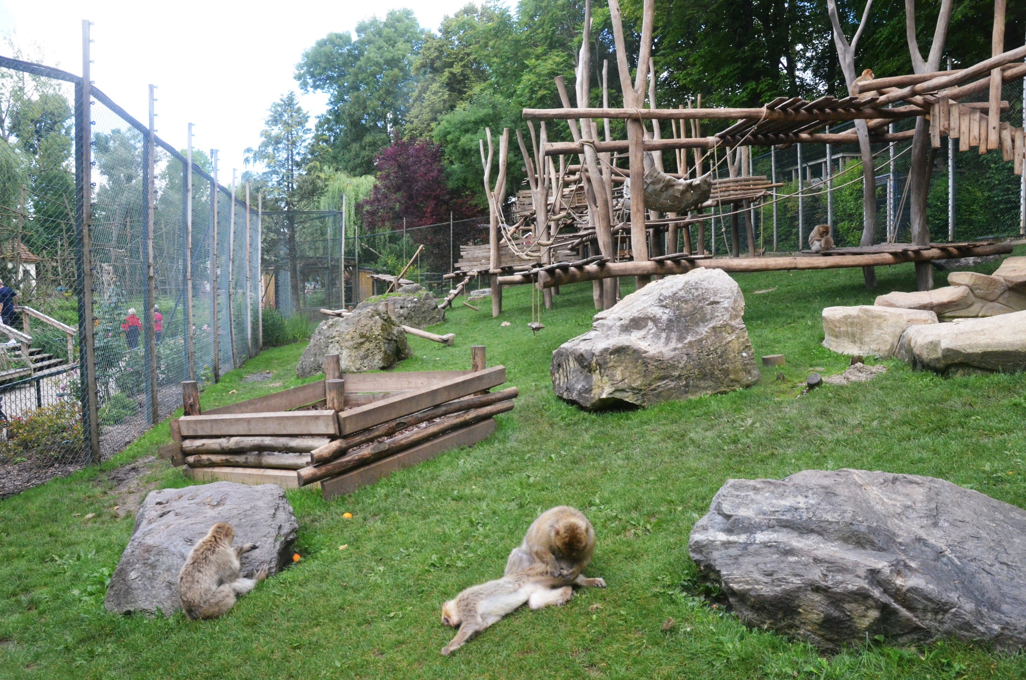 Barbary Macaque Enclosure at Beauval, 12/06/18