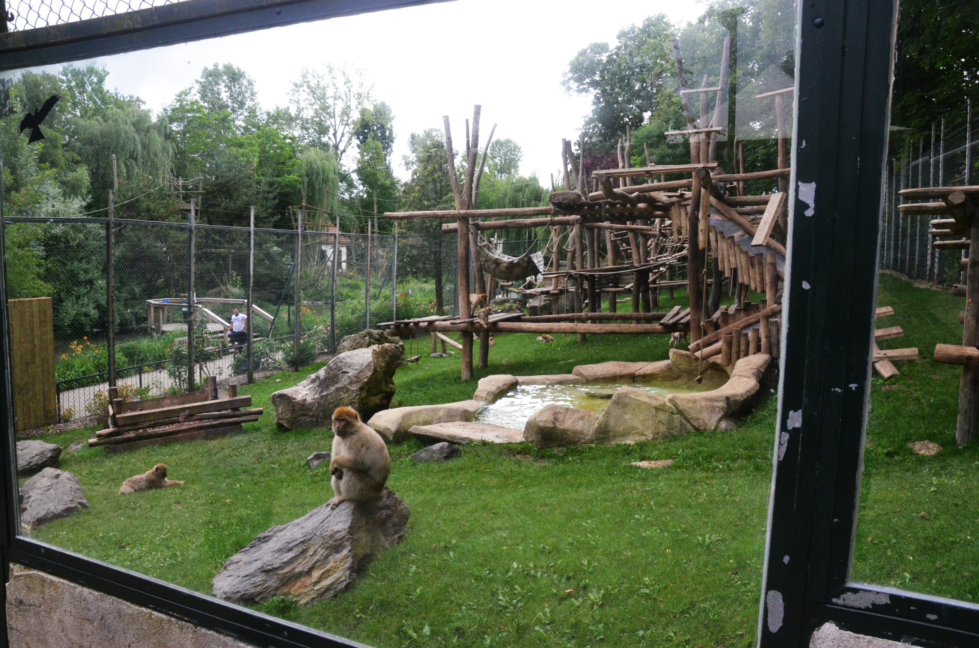 Barbary Macaque Enclosure at Beauval, 12/06/18