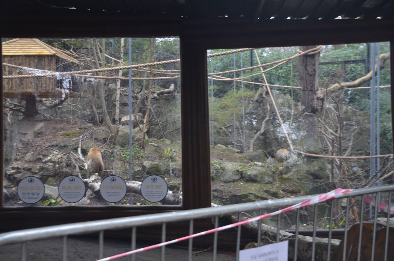 Barbary Macaque Enclosure at Edinburgh, 06/02/16