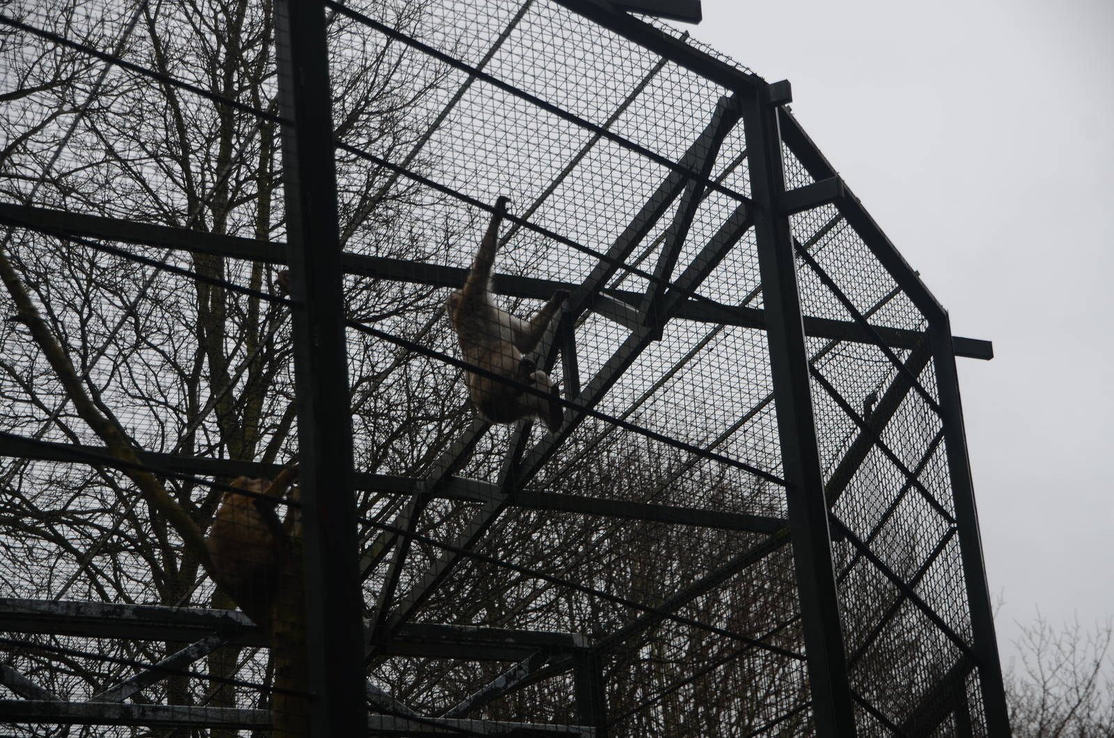 Barbary Macaque Enclosure at Edinburgh, 06/02/16