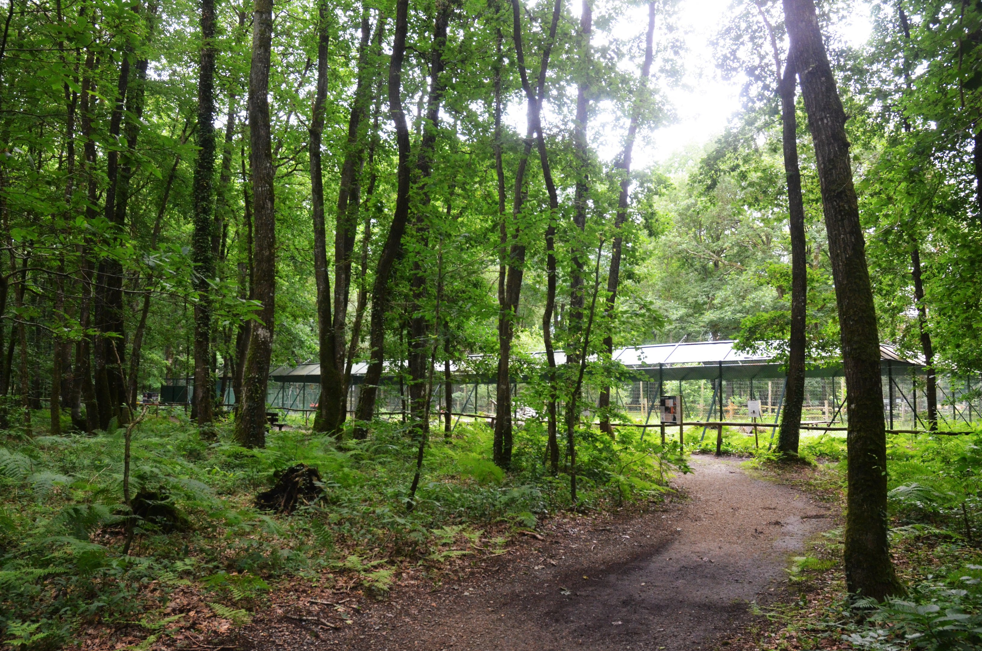 Barbary Macaque Enclosure at Pescheray, 13/06/18