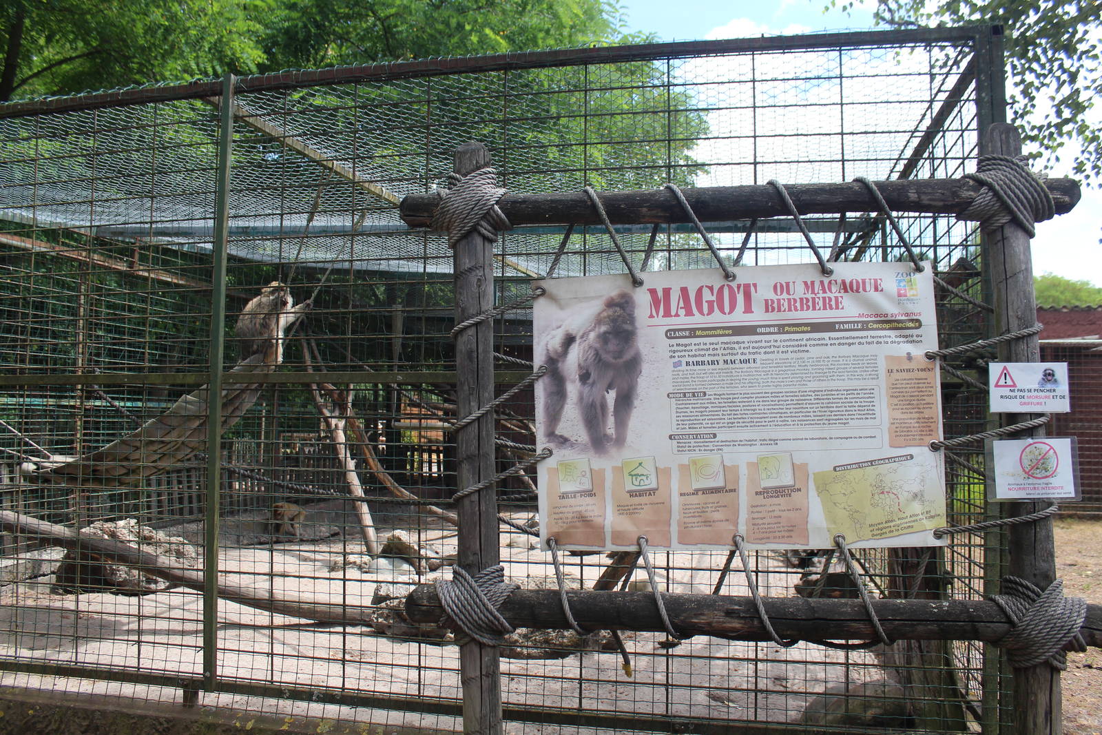 Barbary macaque enclosure, August 2016