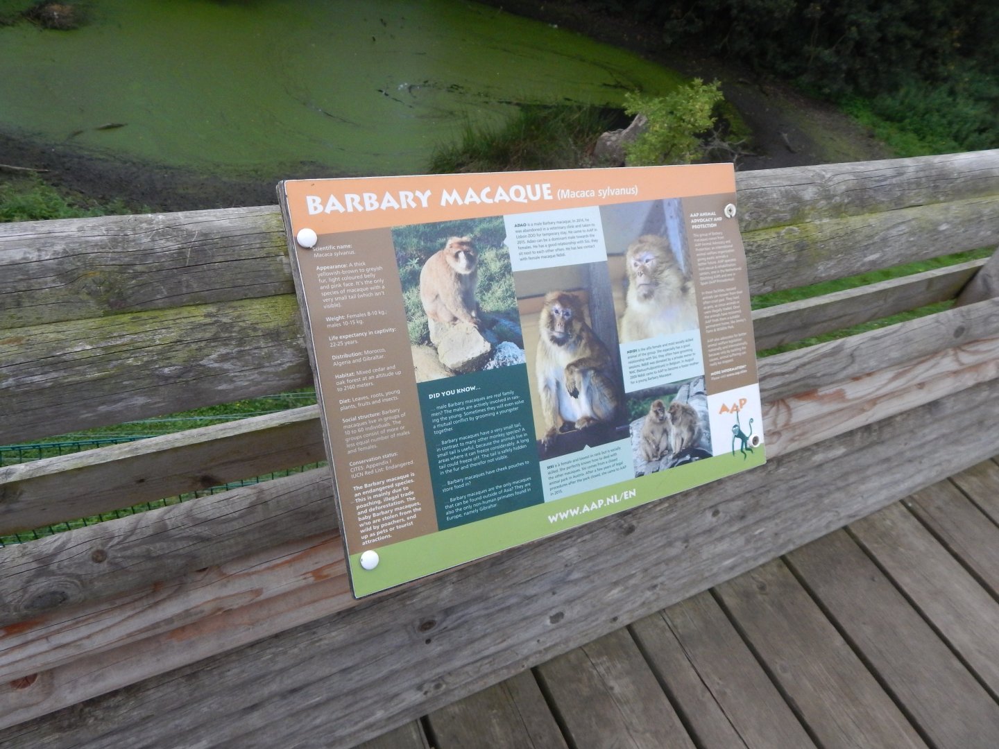 Barbary macaque enclosure signage 130925