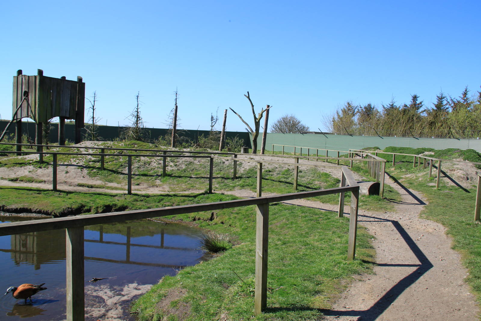 Barbary Macaque Enclosure