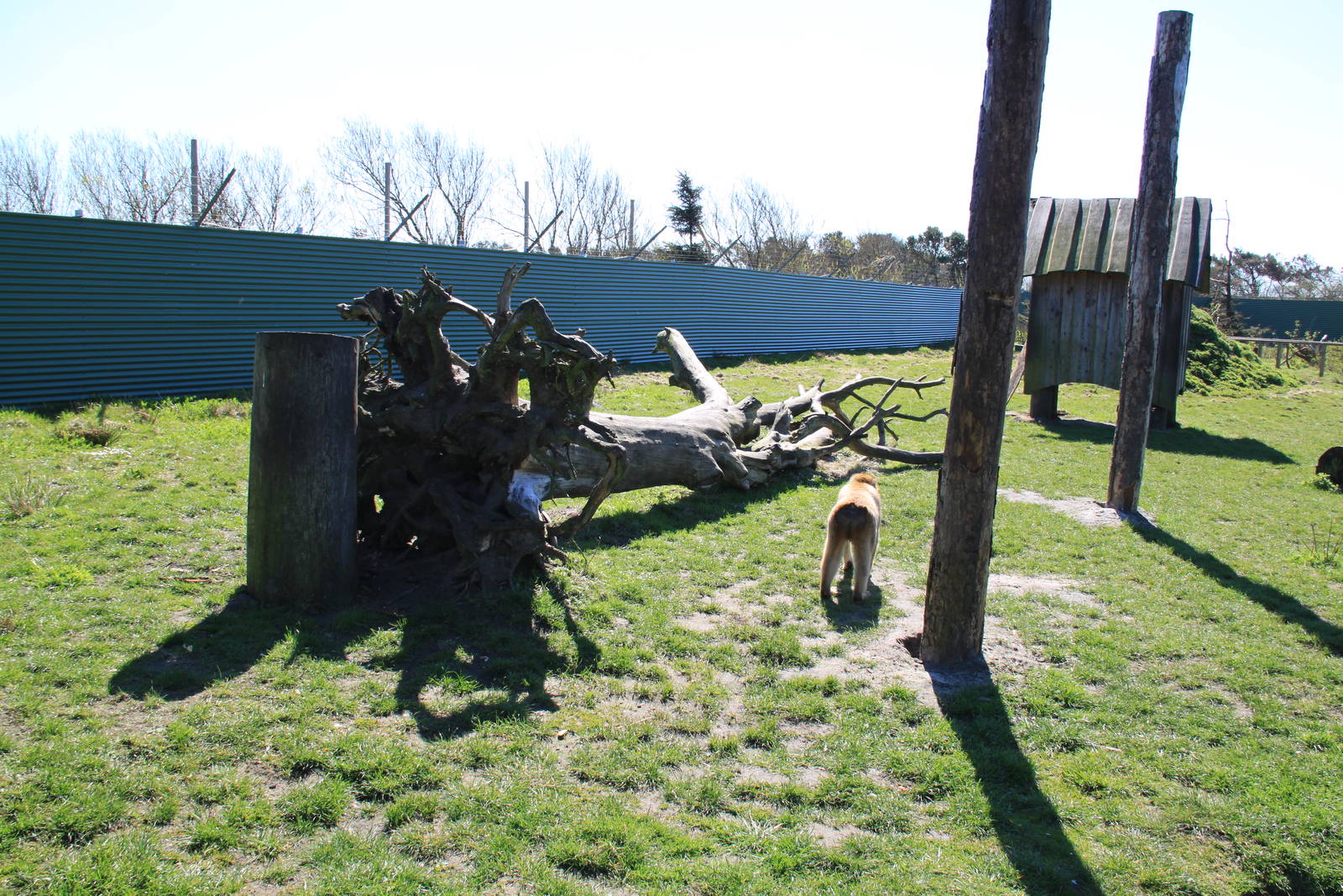 Barbary Macaque Enclosure