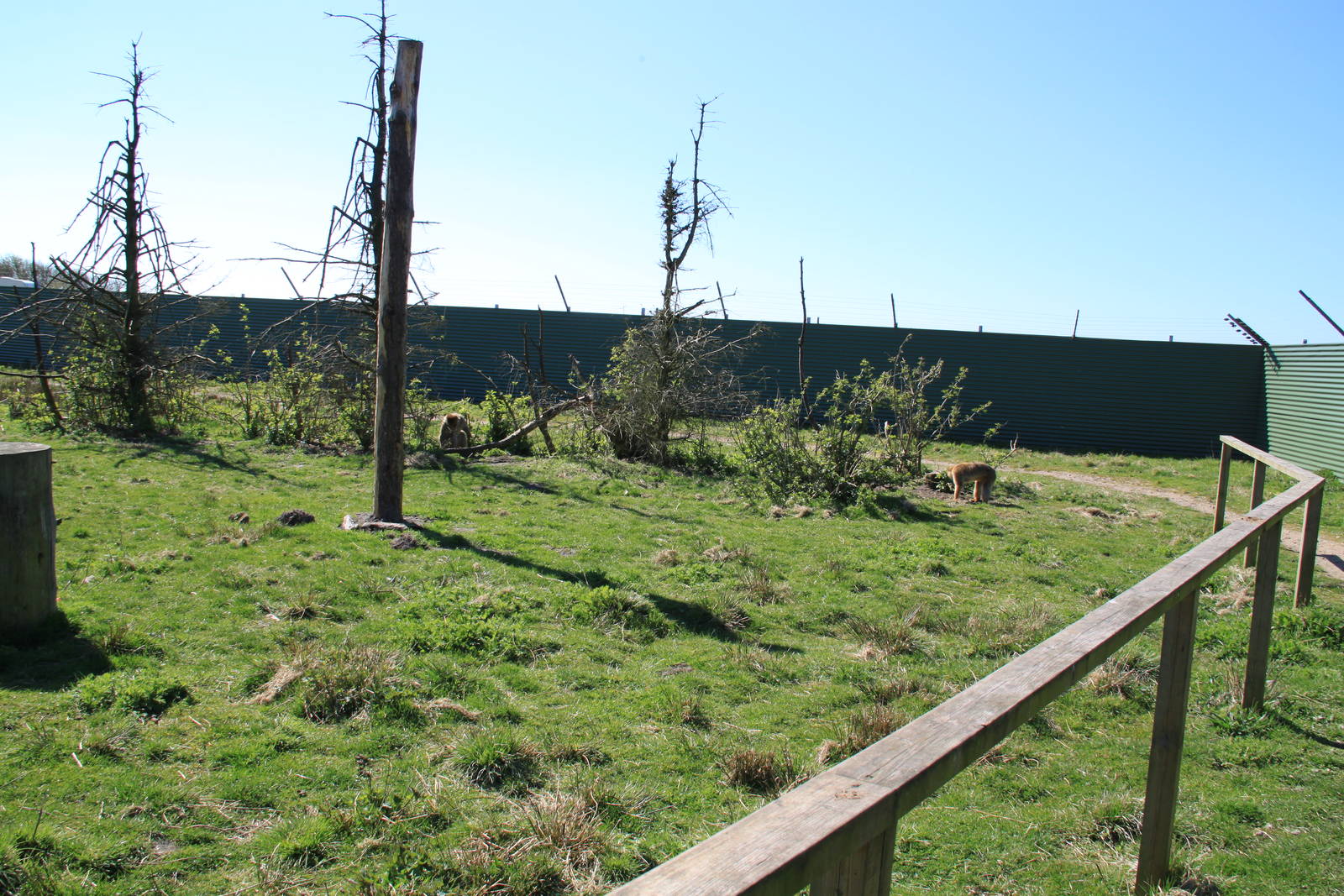 Barbary Macaque Enclosure