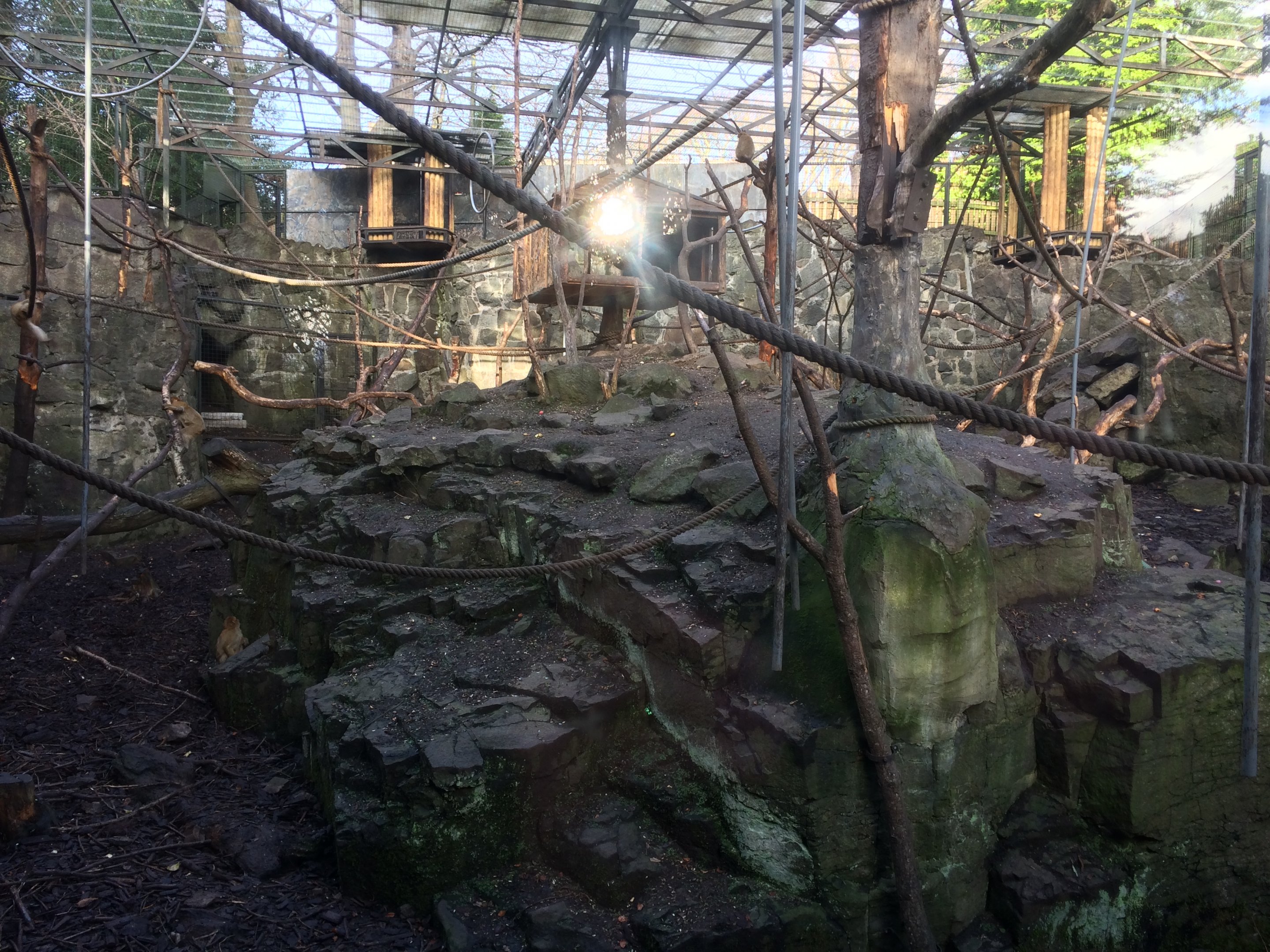 Barbary macaque enclosure