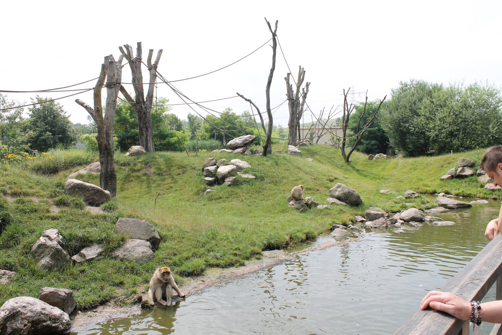 Barbary macaque-enclosure