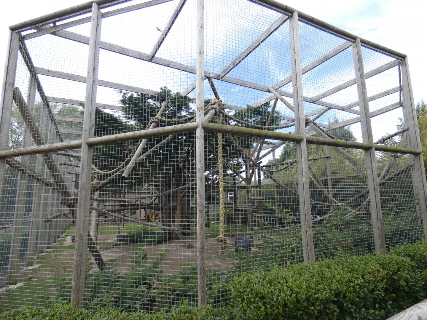 Barbary Macaque enclosure
