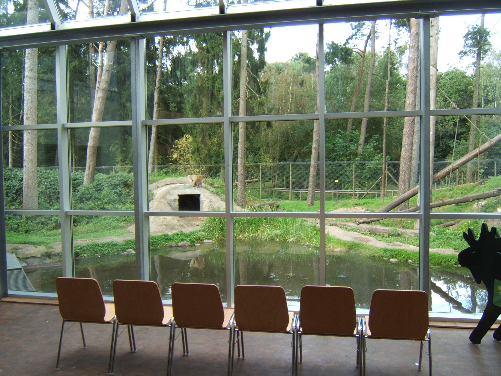 Barbary Macaque enclosure