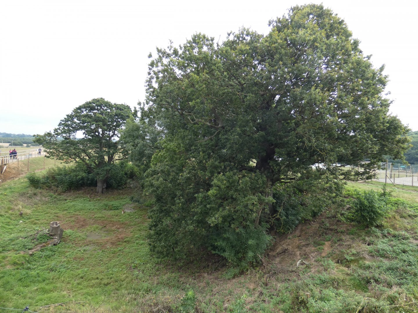 Barbary macaque enclosure