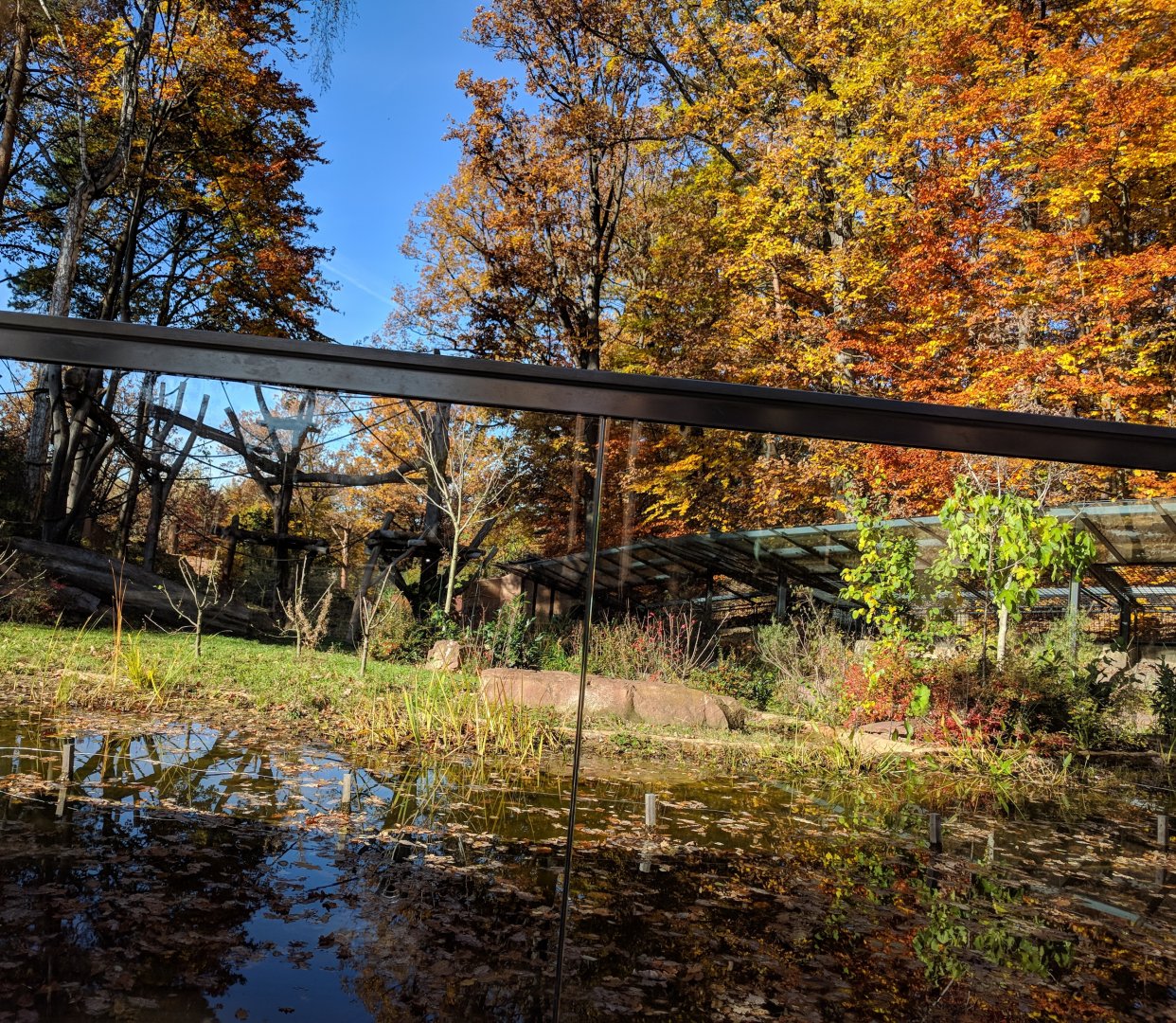 Barbary Macaque Enclosure