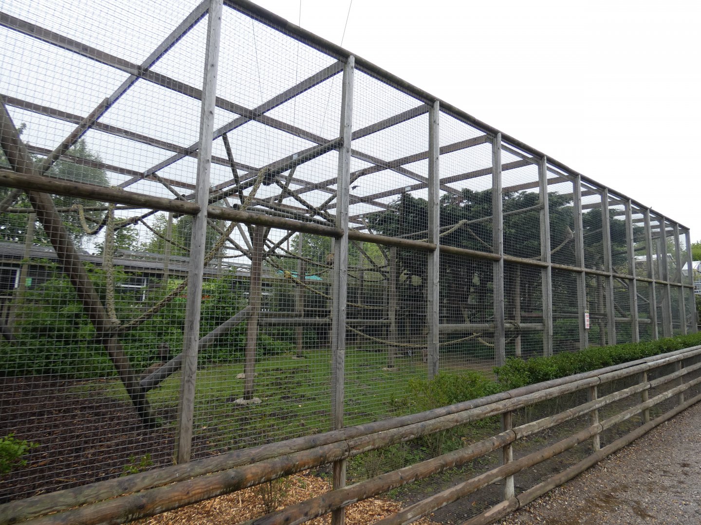 Barbary macaque enclosure