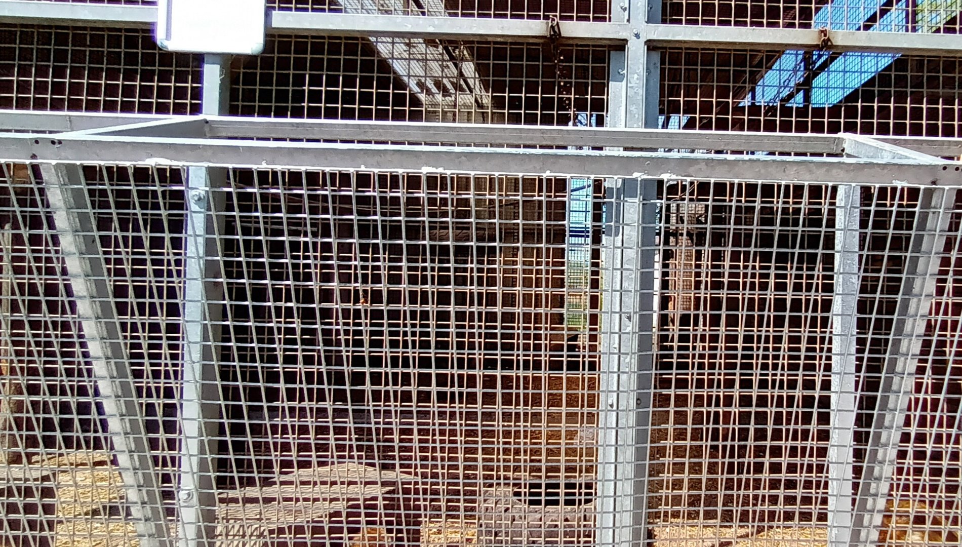 Barbary Macaque Enclosure