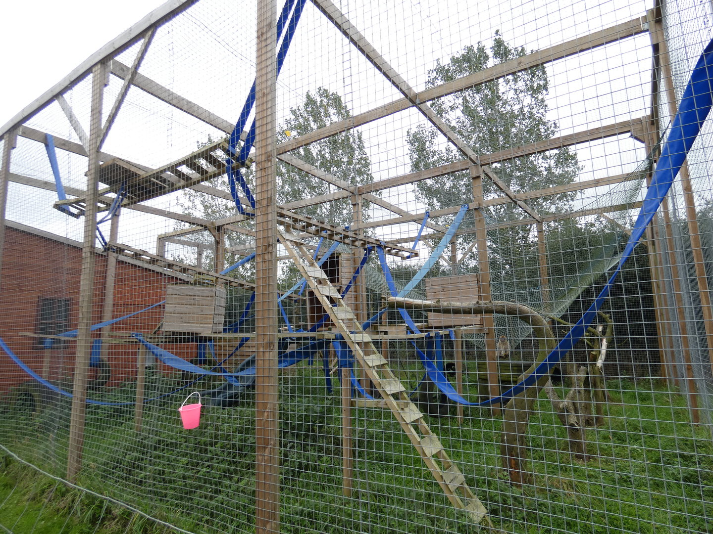 Barbary macaque enclosure