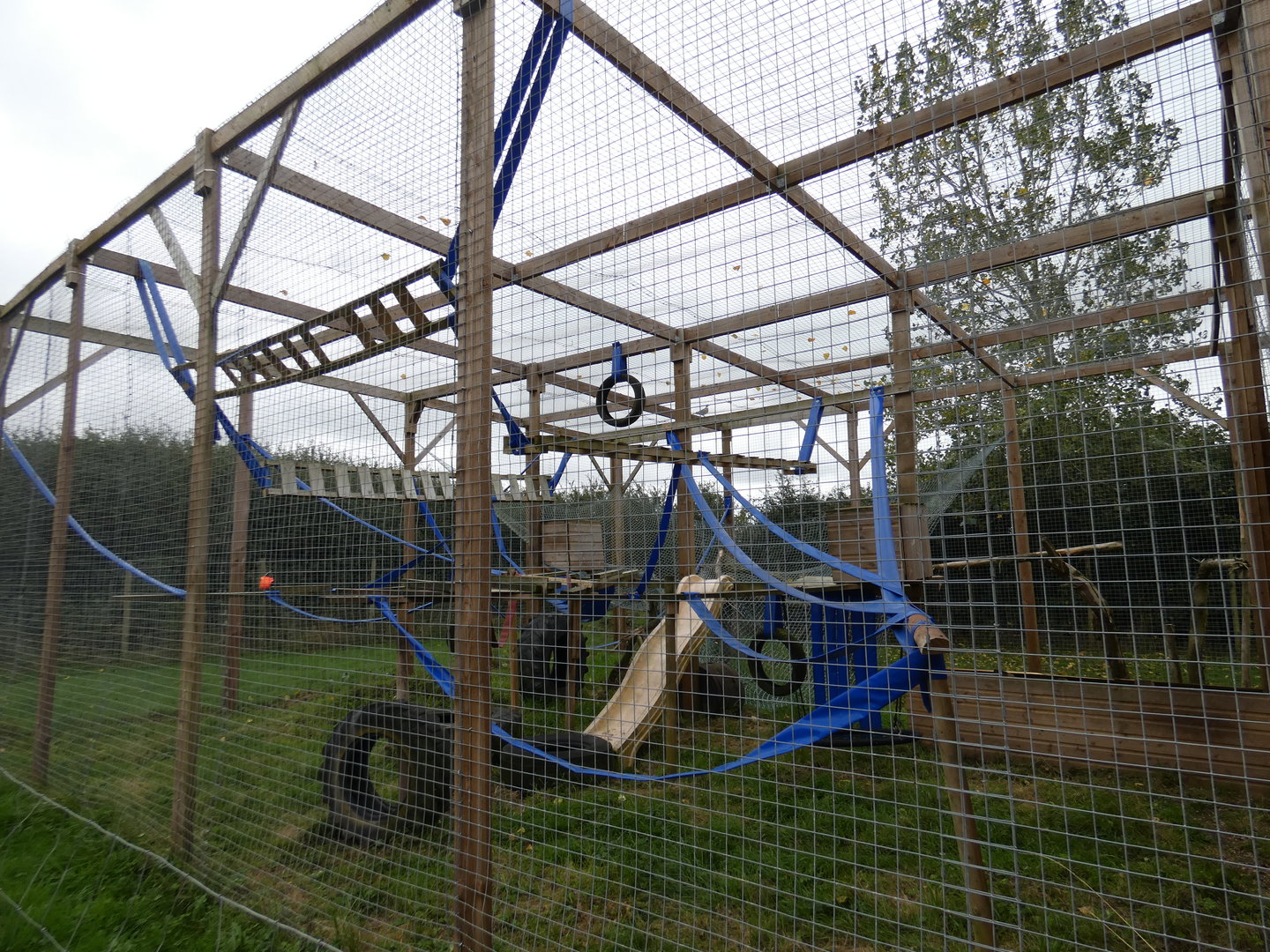 Barbary macaque enclosure