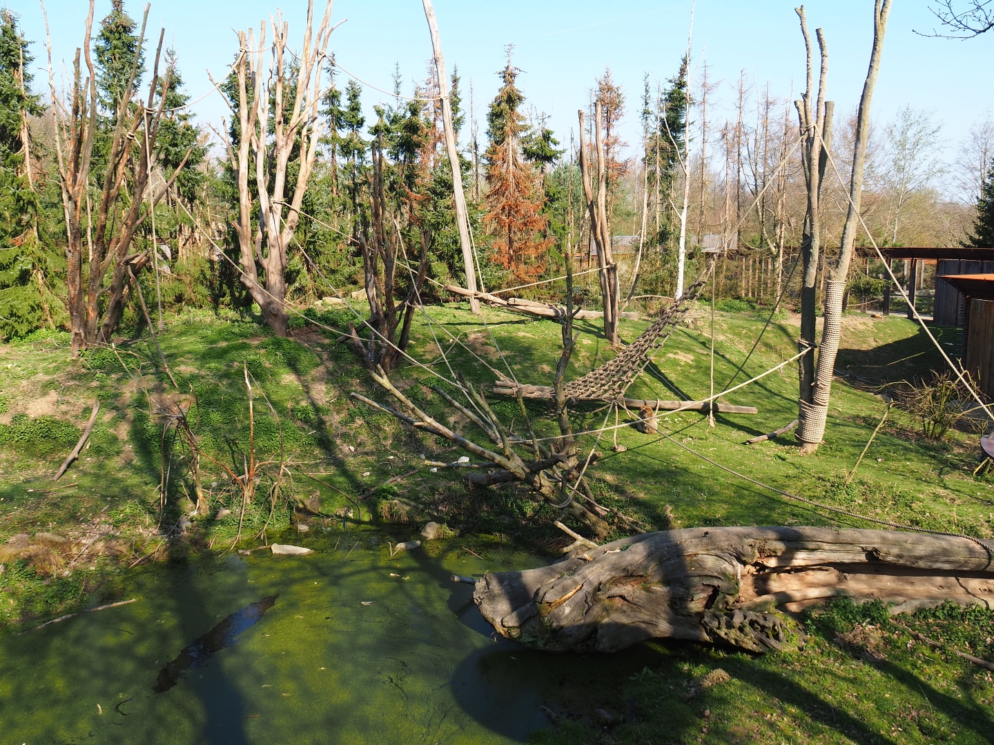 Barbary macaque exhibit, 2019-03-30