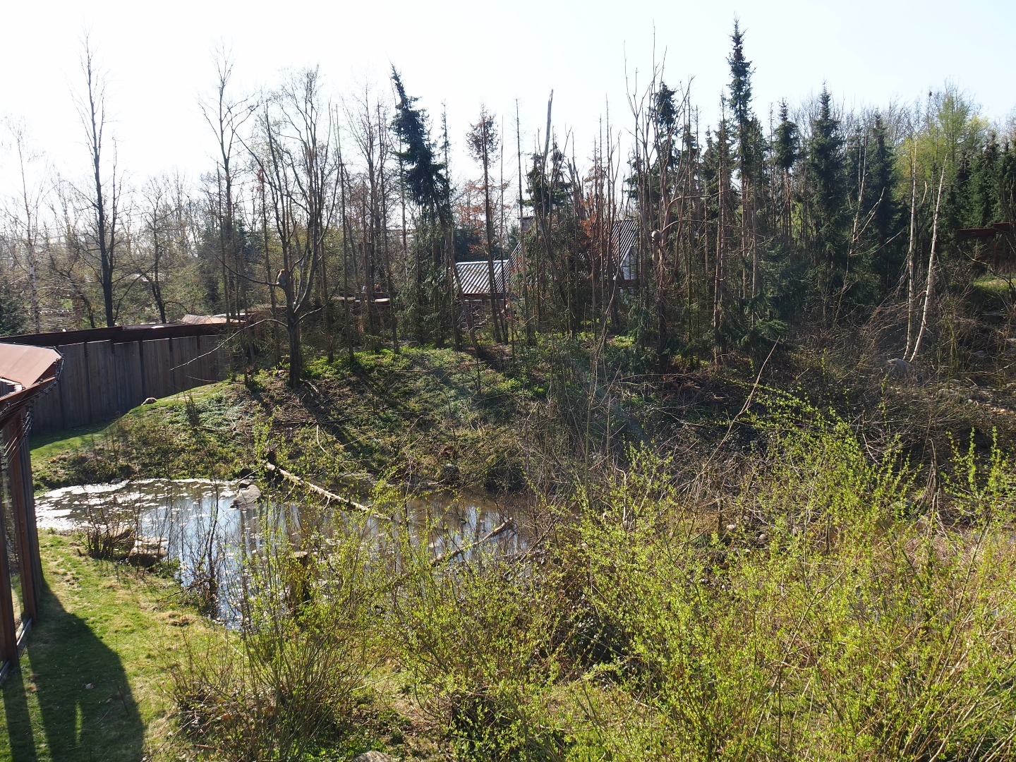 Barbary macaque exhibit, 2019-03-30