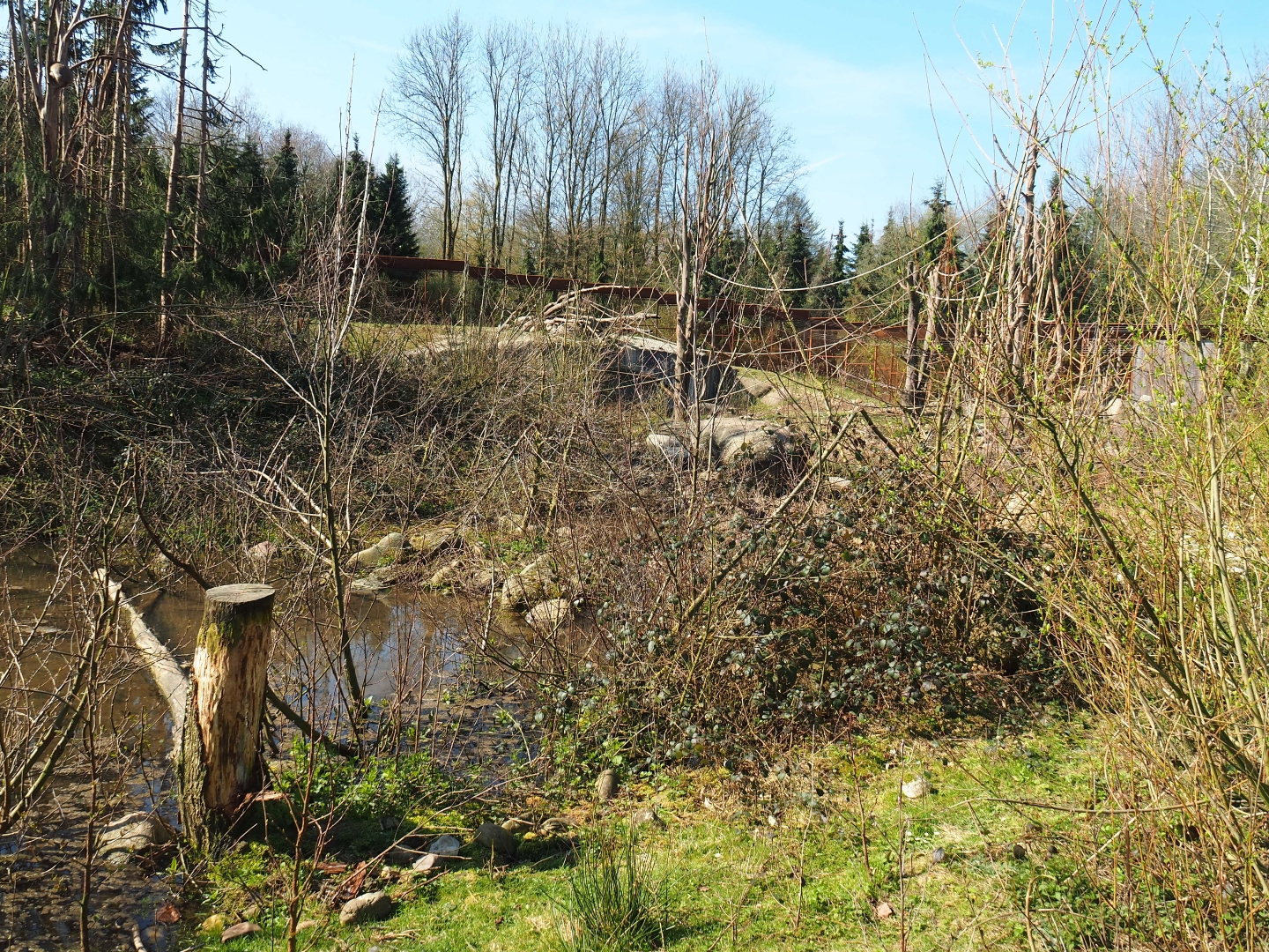 Barbary macaque exhibit, 2019-03-30