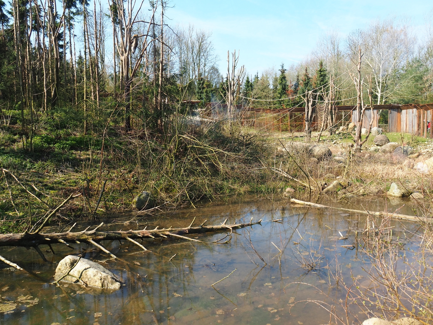 Barbary macaque exhibit, 2019-03-30
