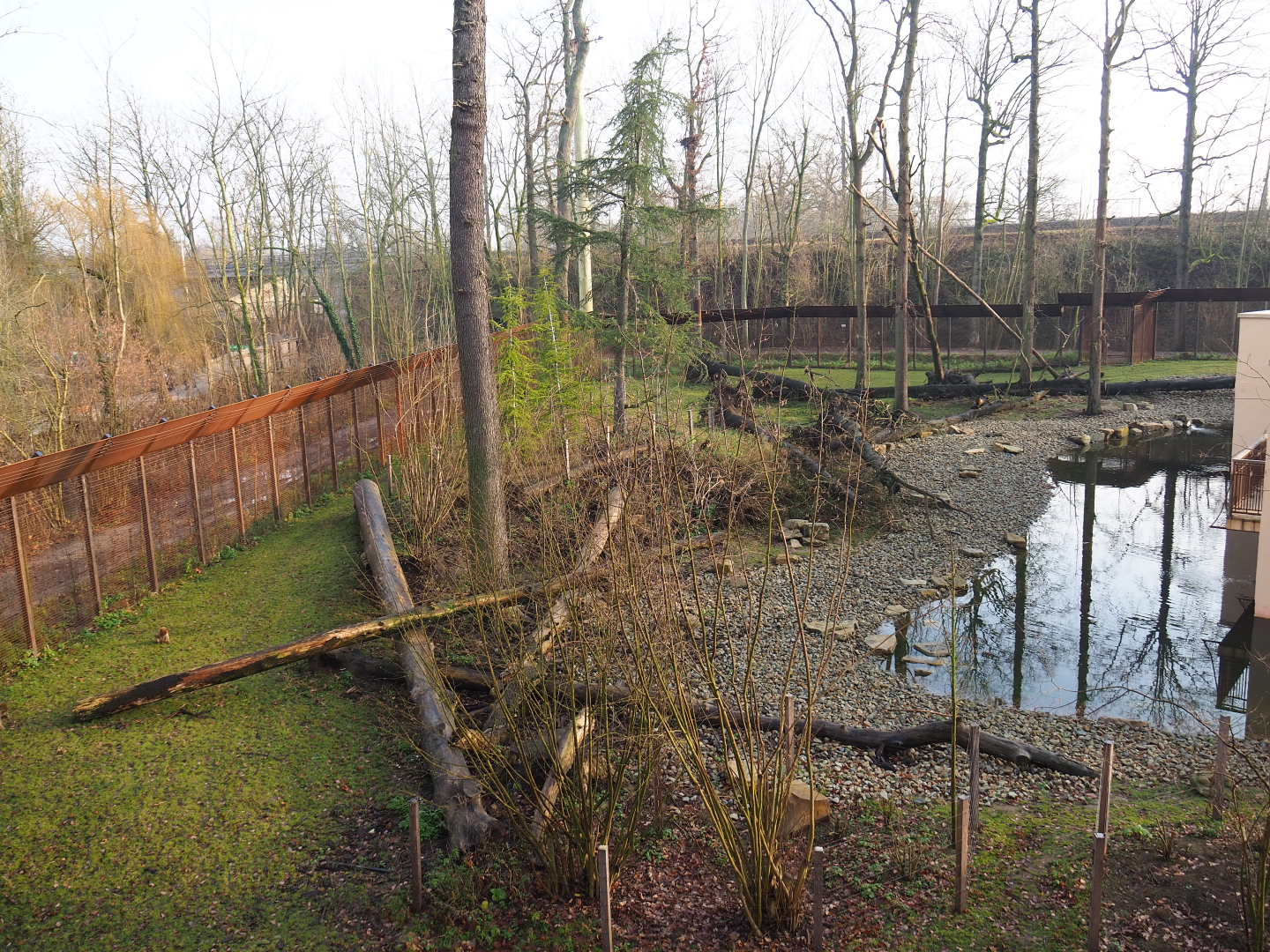 Barbary macaque exhibit, 2019-12-28