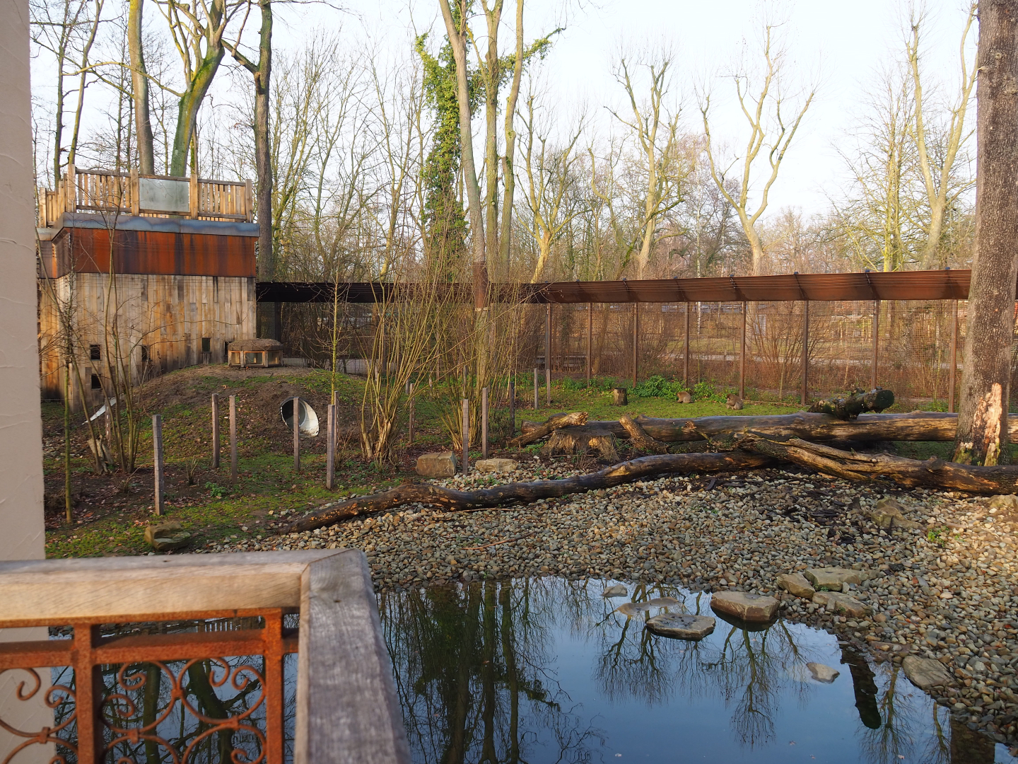 Barbary macaque exhibit, 2019-12-28