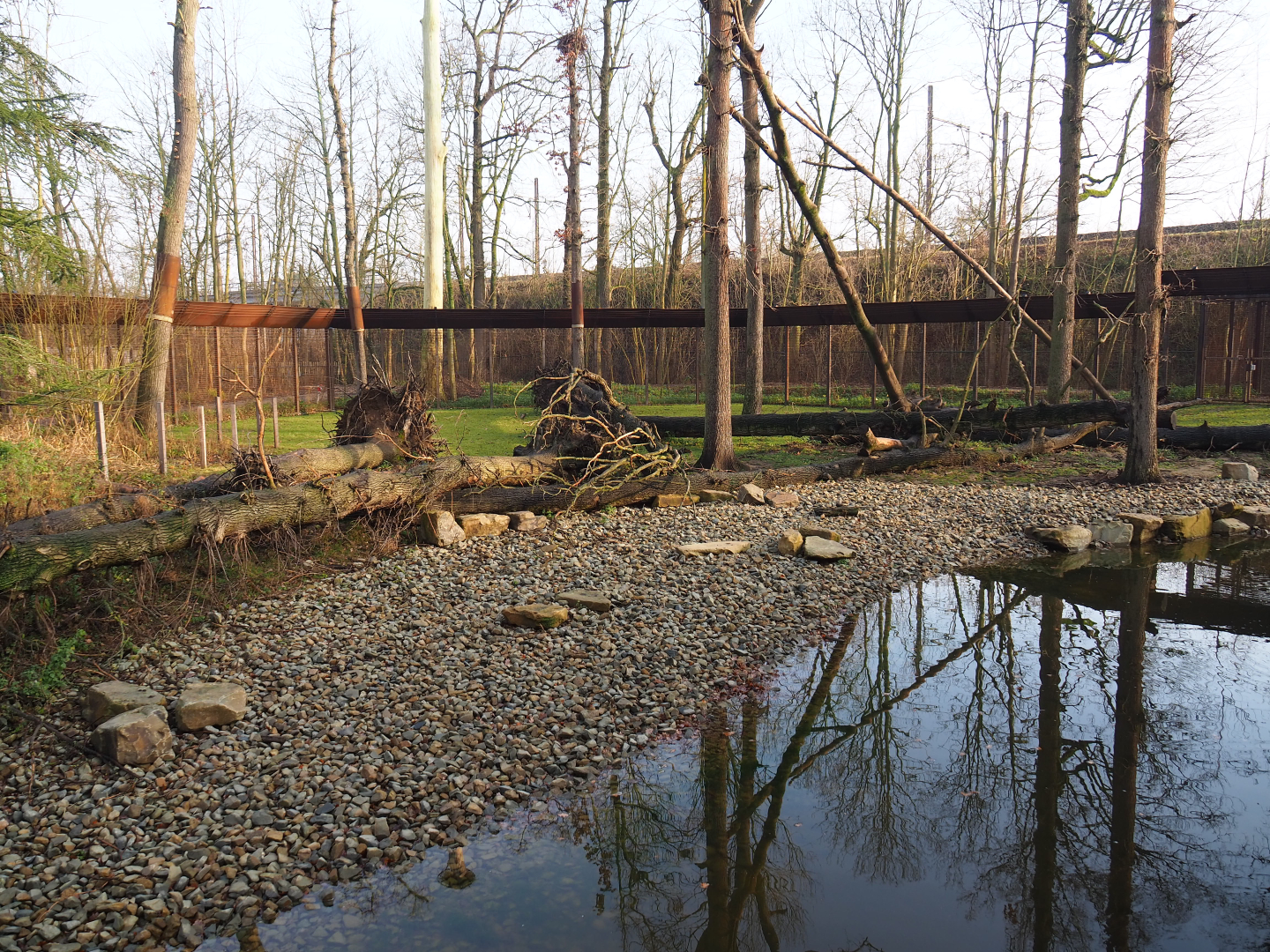 Barbary macaque exhibit, 2019-12-28