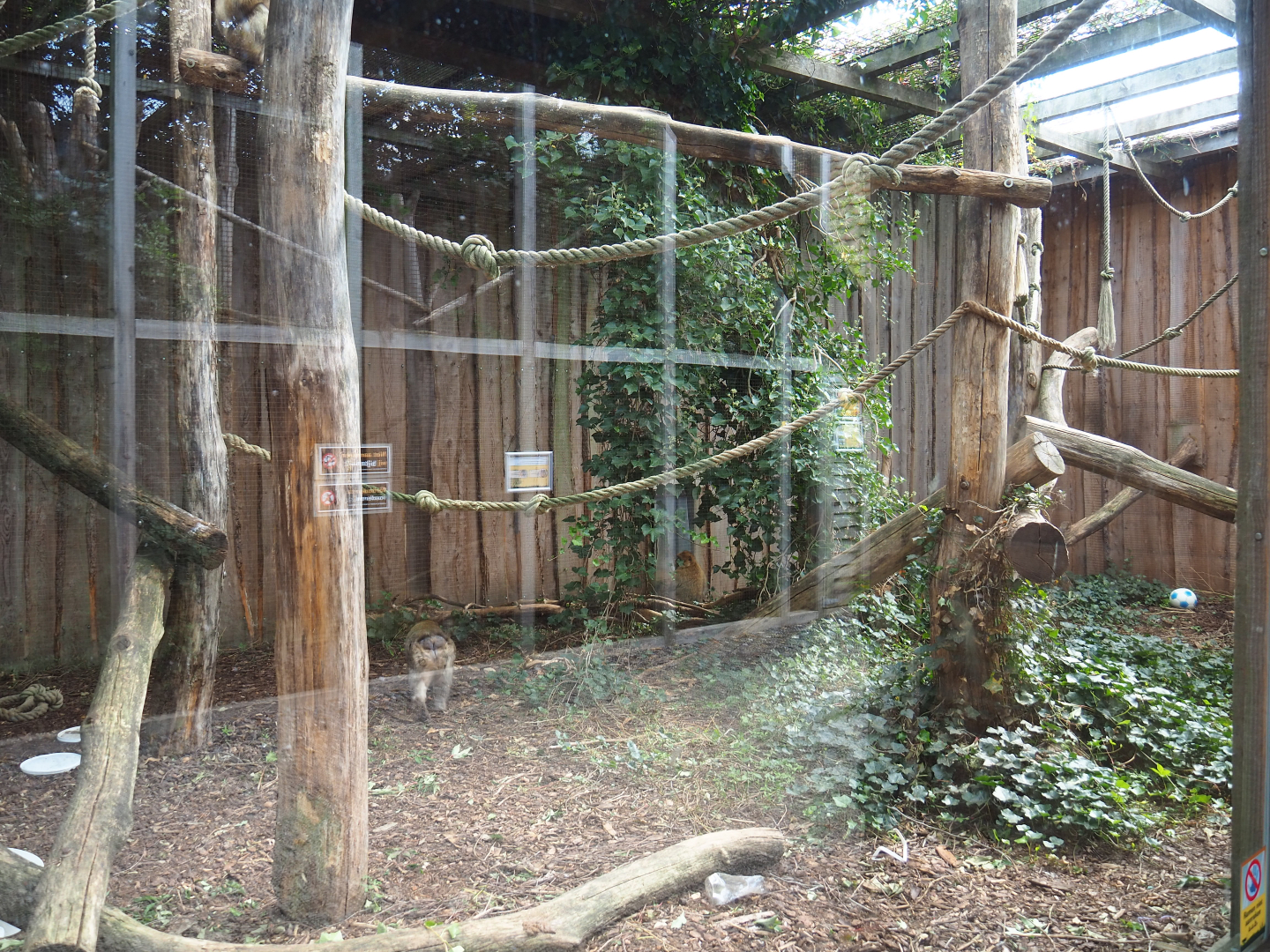 Barbary macaque exhibit, 2020-09-12