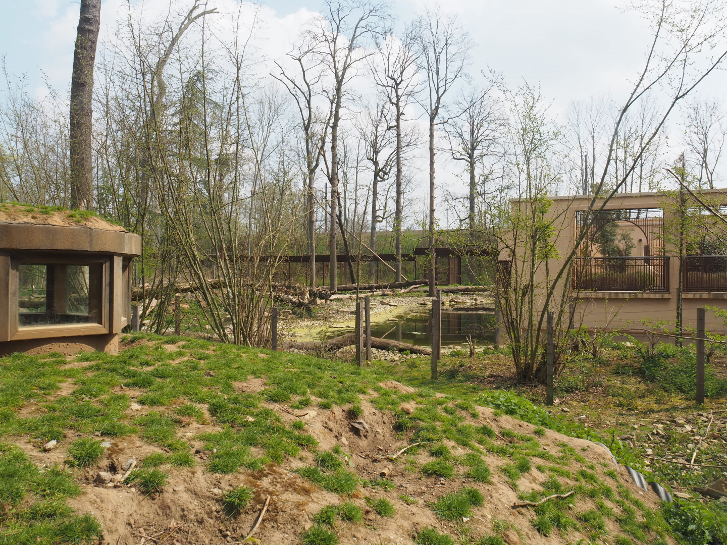 Barbary macaque exhibit, 2021-04-20