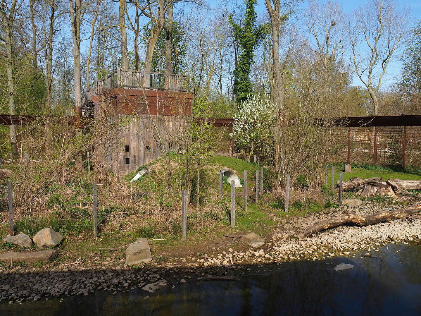 Barbary macaque exhibit, 2022-04-12